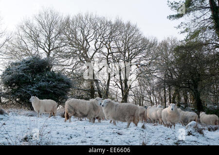 Carmarthenshire, pays de Galles, Royaume-Uni. 14th janvier 2015. Météo au Royaume-Uni. La chute de neige pendant la nuit dans le Carmarthenshire est accueillie par temps froid et le soleil tandis que les moutons se tiennent dans la lumière du matin dans l'ouest du pays de Galles du Royaume-Uni. Kathy DeWitt/AlamyLiveNews Banque D'Images