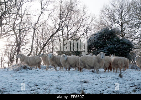 Carmarthenshire, pays de Galles, Royaume-Uni. 14th janvier 2015. Météo au Royaume-Uni. La chute de neige pendant la nuit dans le Carmarthenshire est accueillie par temps froid et le soleil tandis que les moutons se tiennent dans la lumière du matin dans l'ouest du pays de Galles du Royaume-Uni. Kathy DeWitt/AlamyLiveNews Banque D'Images