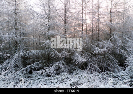 Carmarthenshire, pays de Galles, Royaume-Uni. 14th janvier 2015. Météo au Royaume-Uni. Chute de neige pendant la nuit dans le Carmarthenshire, dans l'ouest du pays de Galles, le Royaume-Uni est accueilli par un temps froid éclatant et le soleil le matin. La neige d'hiver décrit les branches gelées d'une plantation de mélèze. Kathy DeWitt/AlamyLiveNews Banque D'Images