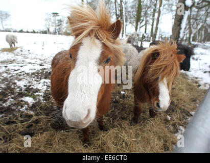 Ballycastle, Irlande du Nord, Royaume-Uni. 14 janvier, 2015. Poneys Shetland prendre refuge dans Ballycastle lors d'un show de l'automne d'environ six pouces qui a fait des ravages à l'école en voyage servious et le lieu de travail. Crédit : Steven McAuley/Alamy Live News Banque D'Images