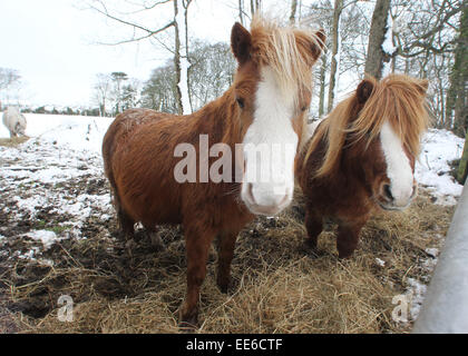 Ballycastle, Irlande du Nord, Royaume-Uni. 14 janvier, 2015. Poneys Shetland prendre refuge dans Ballycastle lors d'un show de l'automne d'environ six pouces qui a fait des ravages à l'école en voyage servious et le lieu de travail. Crédit : Steven McAuley/Alamy Live News Banque D'Images