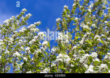 Prunus pensylvanica ou le cerisier est un petit arbre originaire du nord-est des États-Unis et une grande partie du Canada. Banque D'Images