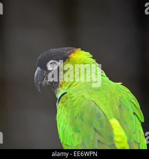 Beau perroquet Conure Nanday (Aratinga nenday), face et profil Banque D'Images