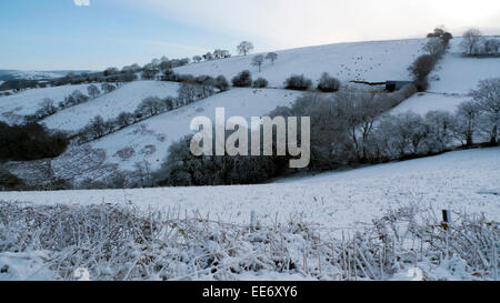 Carmarthenshire, pays de Galles, Royaume-Uni. 14th janvier 2015. La chute de neige pendant la nuit dans le Carmarthenshire est accueillie par un temps froid et le soleil tandis que les moutons se broutent sur une colline à la lumière du matin. Crédit : Kathy DeWitt/Alamy Live News Banque D'Images