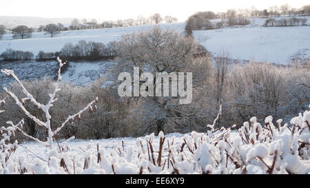 Carmarthenshire, pays de Galles, Royaume-Uni. 14th janvier 2015. La chute de neige pendant la nuit dans le Carmarthenshire est accueillie par un temps froid et le soleil le matin. Crédit : Kathy DeWitt/Alamy Live News Banque D'Images