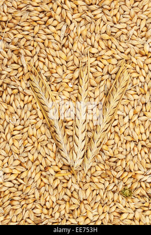 Les épis de blé sur un lit de grains de blé Banque D'Images