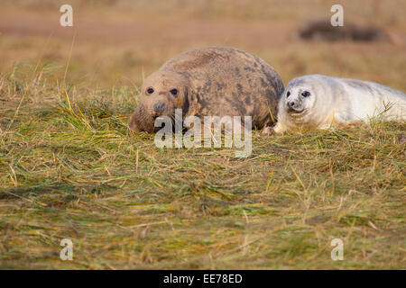 Phoque gris et les petits à Donna Nook lincolnshire Banque D'Images