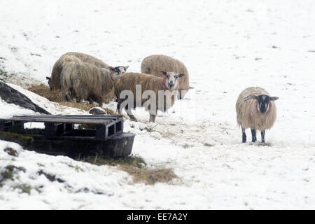 L'Irlande du Nord, Royaume-Uni. 14 janvier, 2015. Météo France : moutons paissent à Glenshesk près de Ballycastle. La côte nord a eu environ six pouces de neige comme il l'Accolades son auto pour 70 MPH vents violents au cours des prochaines 24 heures. Crédit : Steven McAuley/Alamy Live News Banque D'Images