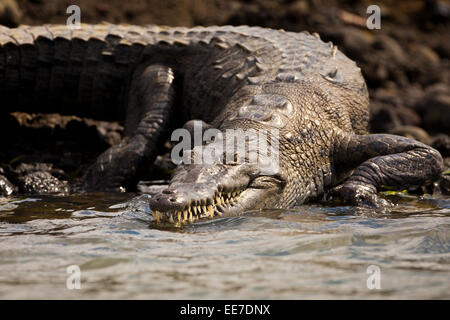 Crocodile, Crocodylus acutus, au bord du lac de Gatun, Lago, République du Panama. Banque D'Images