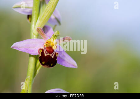 L'orchidée abeille, Ophrys apifera ; Fleur ; été ; UK Banque D'Images