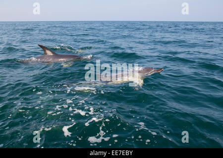 Dauphin commun, Delphinus delphis, l'été, Cornwall, UK Banque D'Images