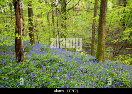 Dix acres de bois ; forêt de Dean ; Printemps ; UK Banque D'Images