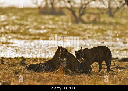 Tigre du Bengale sauvages rétroéclairé mère de trois jeunes adultes à l'aube sous ses petits dans les forêts du parc national de Ranthambhore en Inde, Banque D'Images