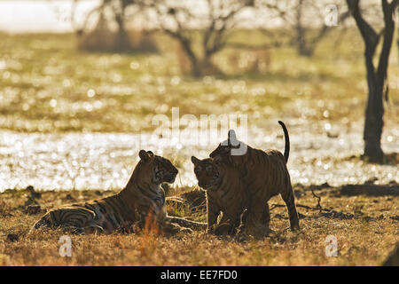 Tigre du Bengale sauvages rétroéclairé mère de trois jeunes adultes à l'aube sous ses petits dans les forêts du parc national de Ranthambhore en Inde, Banque D'Images