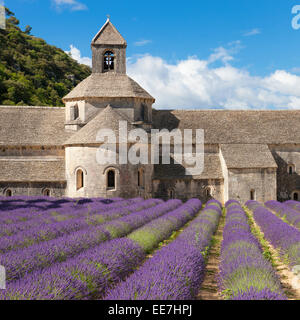 Abbaye de Sénanque et champ de lavande. Gordes, Luberon, Vaucluse, Provence, France, Europe. Banque D'Images