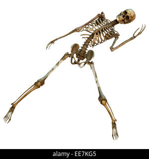 Numérique 3D render of a human skeleton danse isolé sur fond blanc Banque D'Images