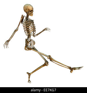 Numérique 3D render of a human skeleton danse isolé sur fond blanc Banque D'Images