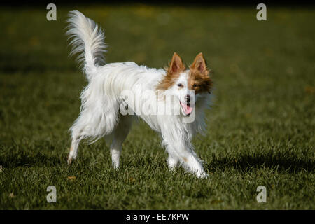 West Highland White Jack Russel Cross Banque D'Images