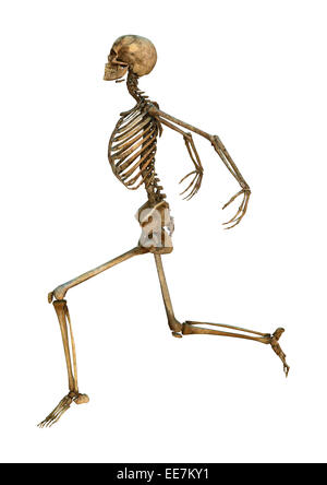 Numérique 3D render of a human skeleton danse isolé sur fond blanc Banque D'Images