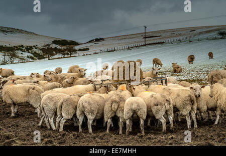 Les moutons se nourrissent d'une balle de foin en hiver, South Lanarkshire, Écosse Banque D'Images