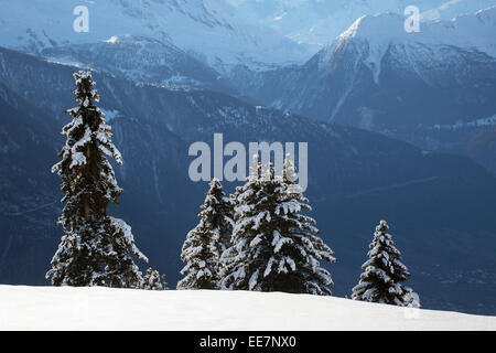 Montagnes de Riederalp et épinettes couvertes de neige en hiver dans les Alpes Suisses, Valais / Valais, Suisse Banque D'Images