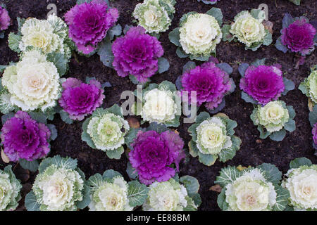 Choux ornementaux (brassica oleracea) croissant dans un lit de fleur Banque D'Images