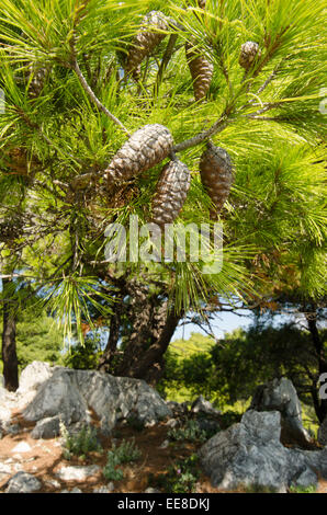 Cônes de pin d'Alep (Pinus halepensis] Skopelos île grecque. Octobre Banque D'Images