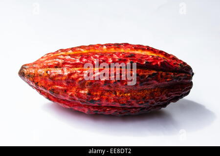 Cabosse sur fond blanc Banque D'Images