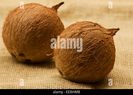 Les deux coco (Cocos nucifera) sur de la toile de jute Banque D'Images