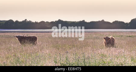 Une paire de Highland cattle dans un champ du Lancashire au coucher du soleil Banque D'Images