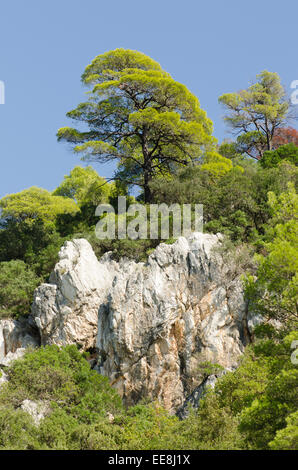 [Pin d'Alep Pinus halepensis] Skopelos île grecque. Octobre Banque D'Images