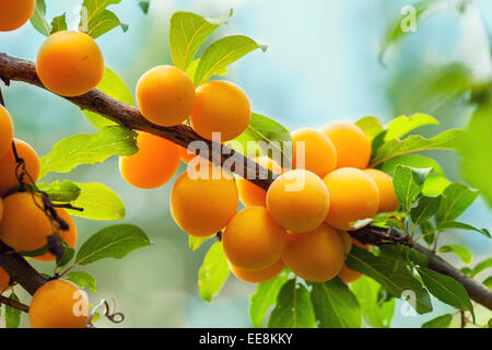 Succursale de prune jaune bio Banque D'Images