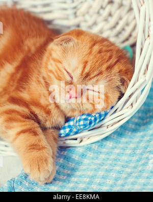 Rouge mignon chaton dormant dans un panier Banque D'Images