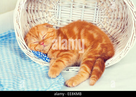 Rouge mignon chaton dormant dans un panier Banque D'Images