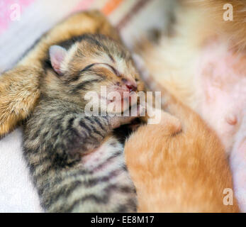 Chaton nouveau-né sommeil Banque D'Images