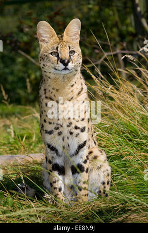 Chat Serval Banque D'Images