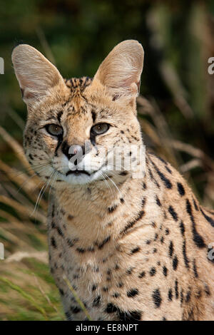 Chat Serval Banque D'Images