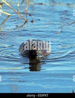 Fuligule morillon (Aythya fuligula , Banque D'Images