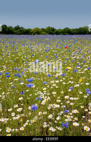 Wildflower Farm dans le Lancashire rural Banque D'Images