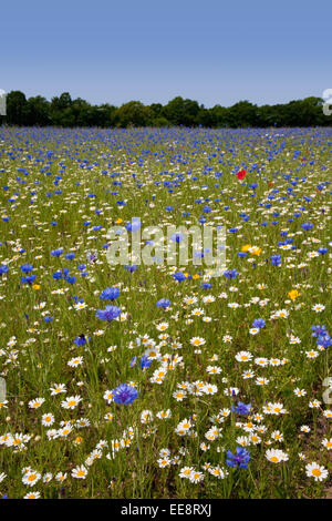 Wildflower Farm dans le Lancashire rural Banque D'Images