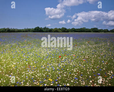 Wildflower Farm dans le Lancashire rural Banque D'Images