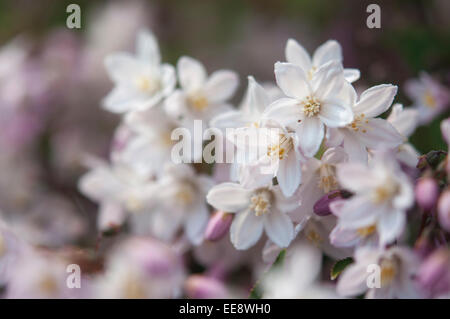 Deutzia rosea un arbuste à fleurs rose pâle croissant dans un jardin anglais. Banque D'Images