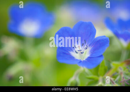 Geranium sylvaticum 'Amy Doncaster'. Un géranium vivace bleu avec un centre blanc pousse dans un jardin anglais. Banque D'Images