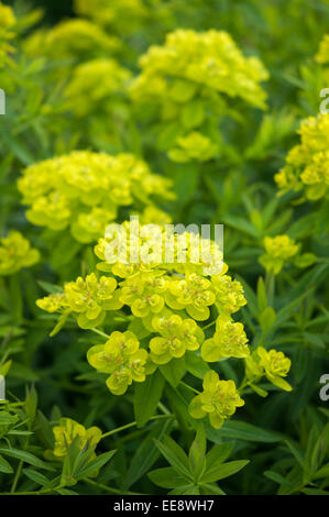 Euphorbia palustris 'Walenburg's Glorie' aux couleurs jaune et vert de capitules. Une plante de jardin au début de l'été. Banque D'Images