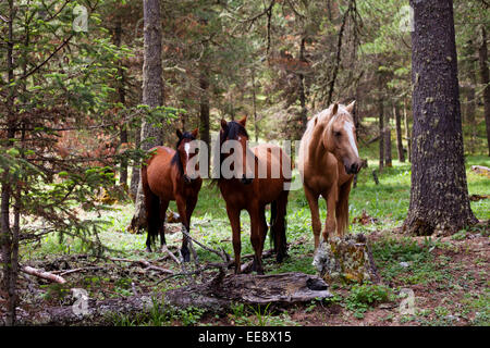 Les chevaux sauvages dans une forêt de pins, dans la région de Arteaga, Mexique. Banque D'Images