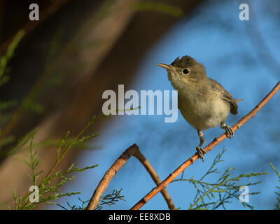 (Est) [Hippolais pallida olivaceous warbler] Blassspötter (Hippolais pallida) Banque D'Images