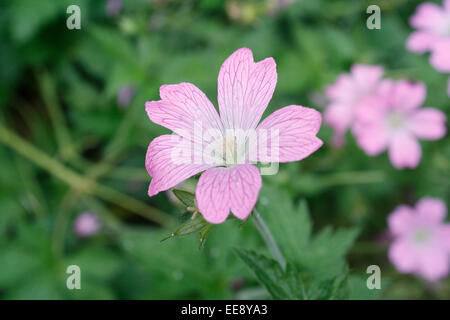 Géranium sanguin Geranium sanguineum fleurs Banque D'Images