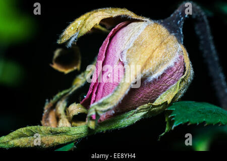 Close up detail d'un bouton de rose le flétrissement et la mort. Banque D'Images