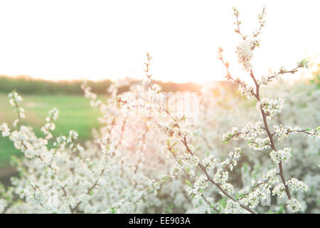 Fleurs de printemps blanc Banque D'Images