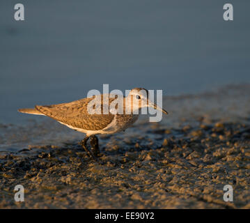 [Jaune] Tringa solitaria, Flussuferläufer mer allemand, Banque D'Images